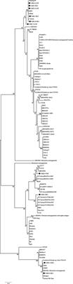 Genotypic Characterization of Orientia tsutsugamushi Isolated From Acute Encephalitis Syndrome and Acute Febrile Illness Cases in the Gorakhpur Area, Uttar Pradesh, India